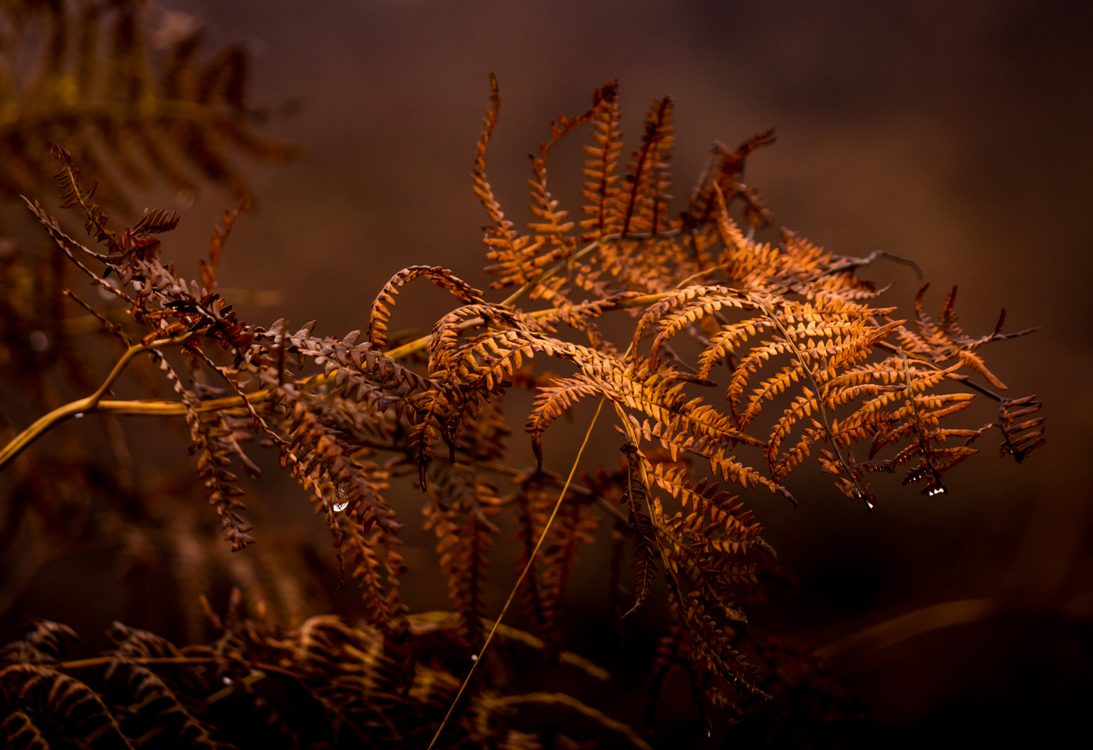 Autumn Fern