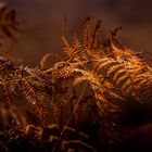 Autumn Fern