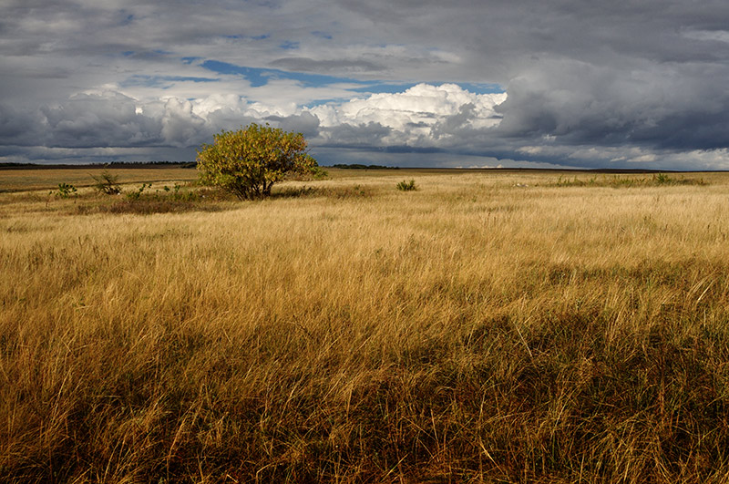 Autumn field