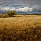 Autumn field