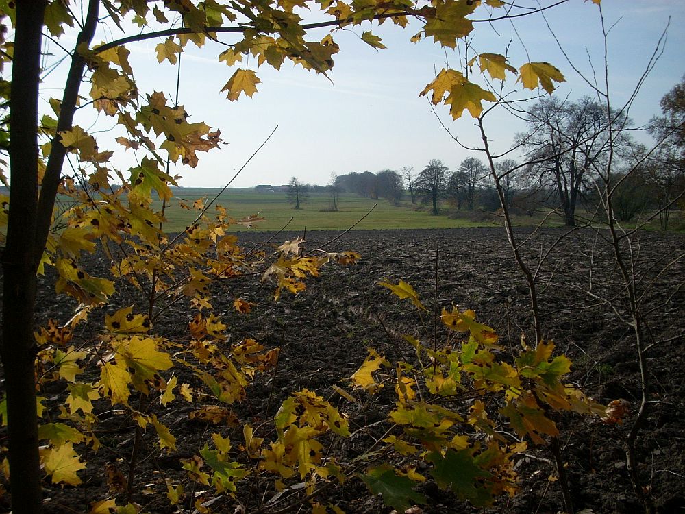 Autumn field