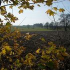 Autumn field