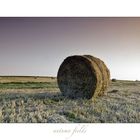 Autumn Fields