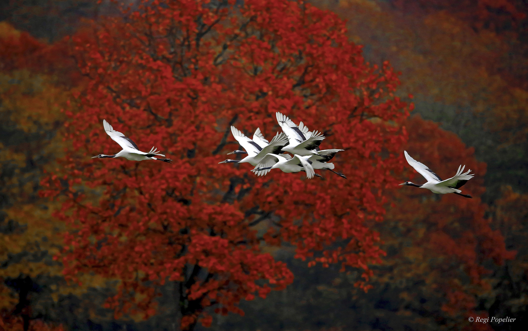 Autumn flight