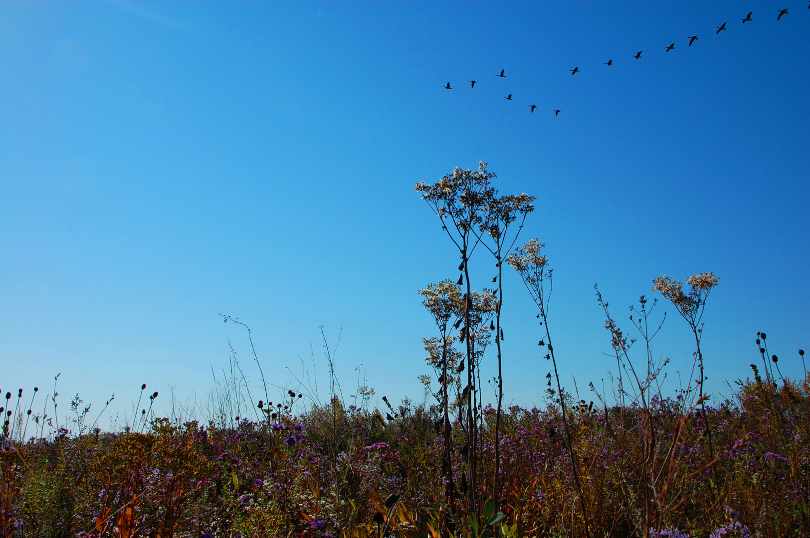 Autumn Flight