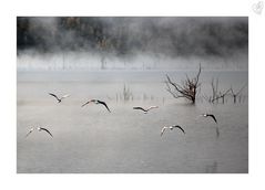 Autumn flight