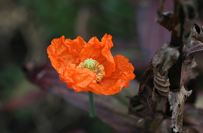 Autumn Flower