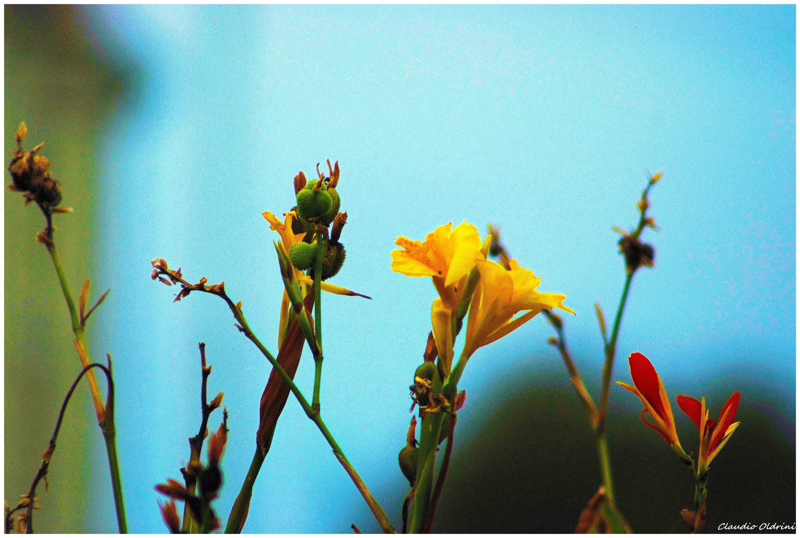 Autumn flowering