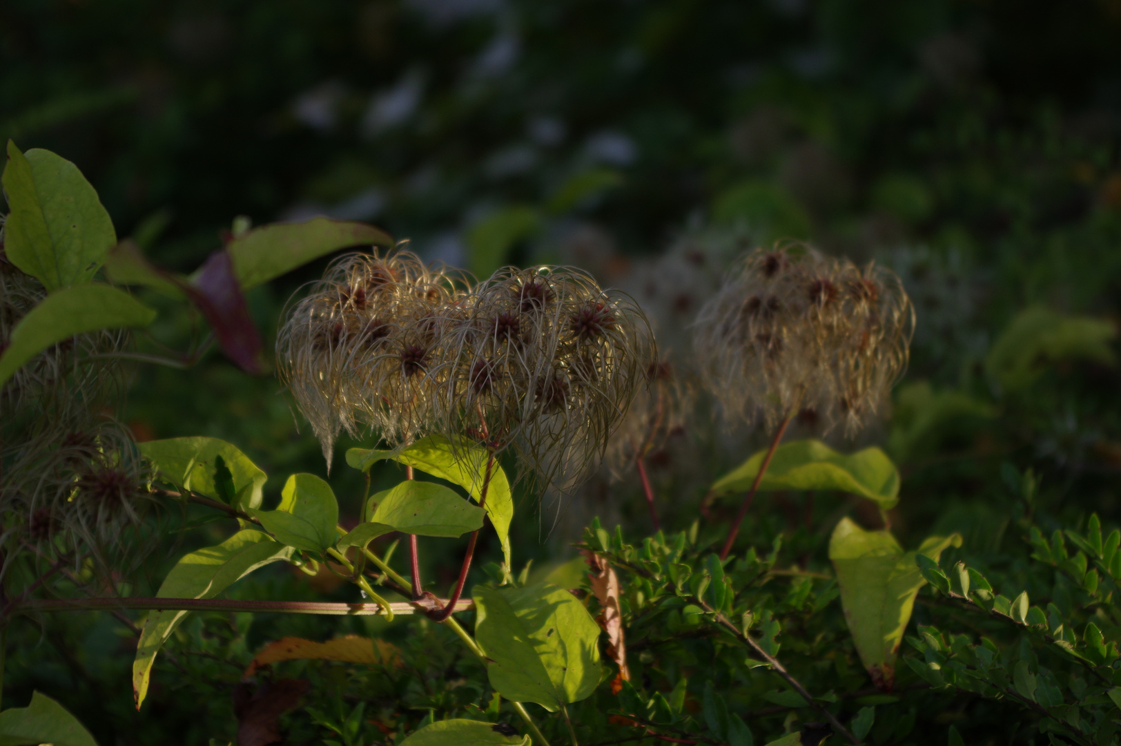 Autumn flowers