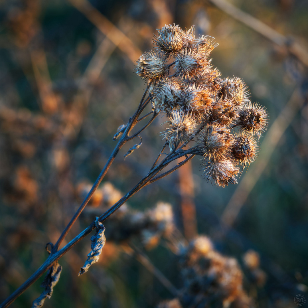 Autumn flowers