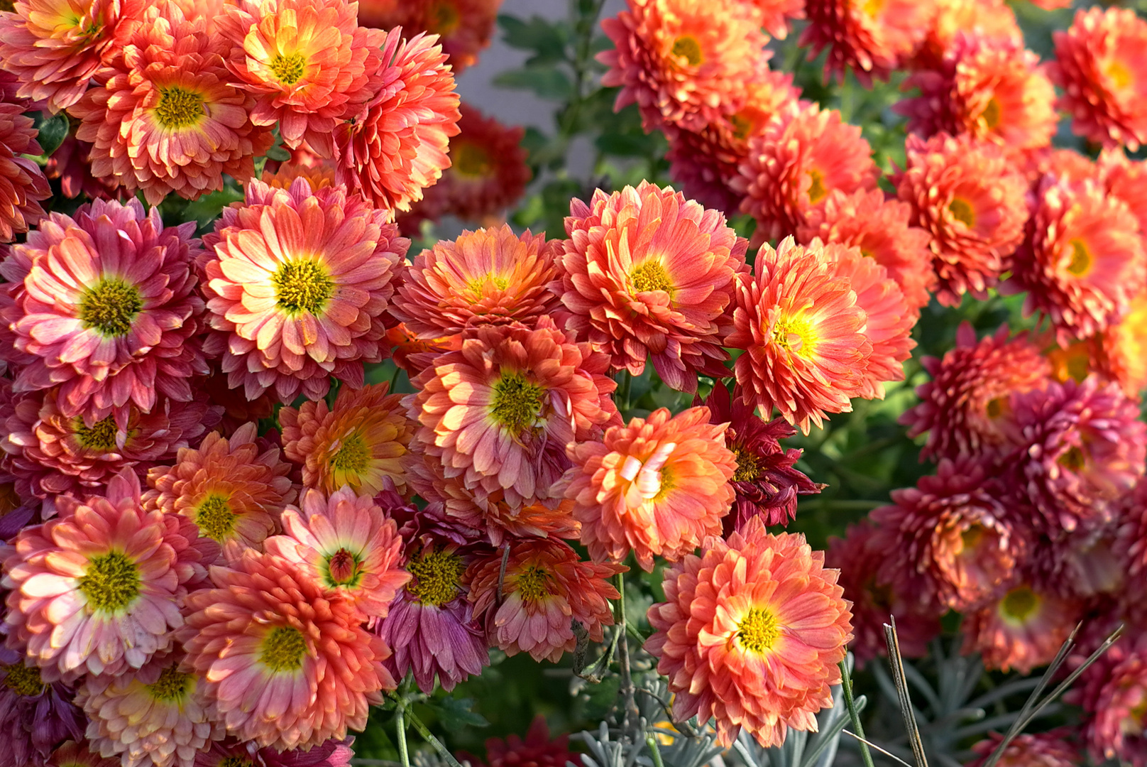 autumn flowers