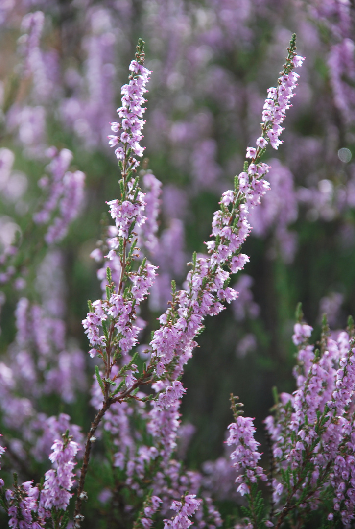 autumn flowers