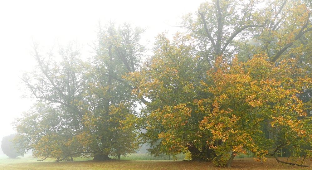 Autumn fog (1)