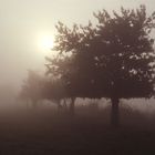 autumn-fog