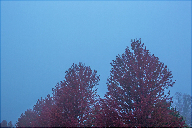 Autumn Fog 2