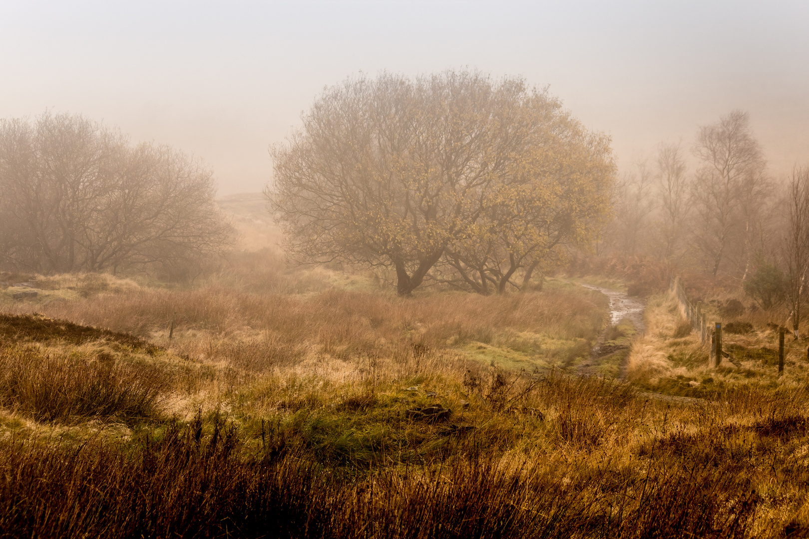 Autumn Fog