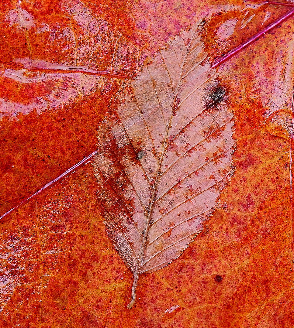 Autumn foliage