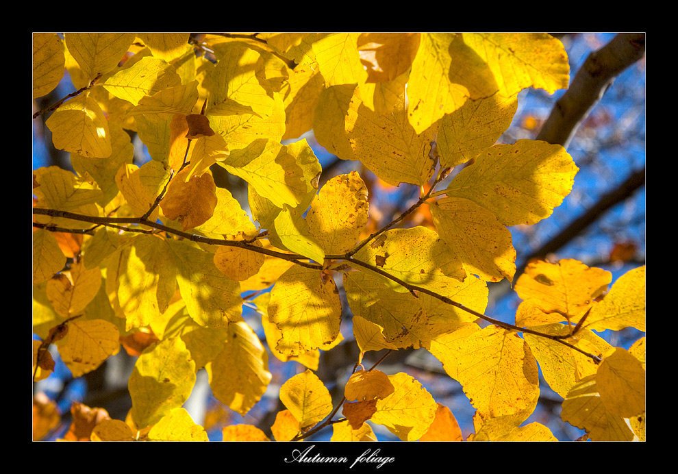 Autumn foliage