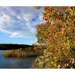 Autumn Foliage