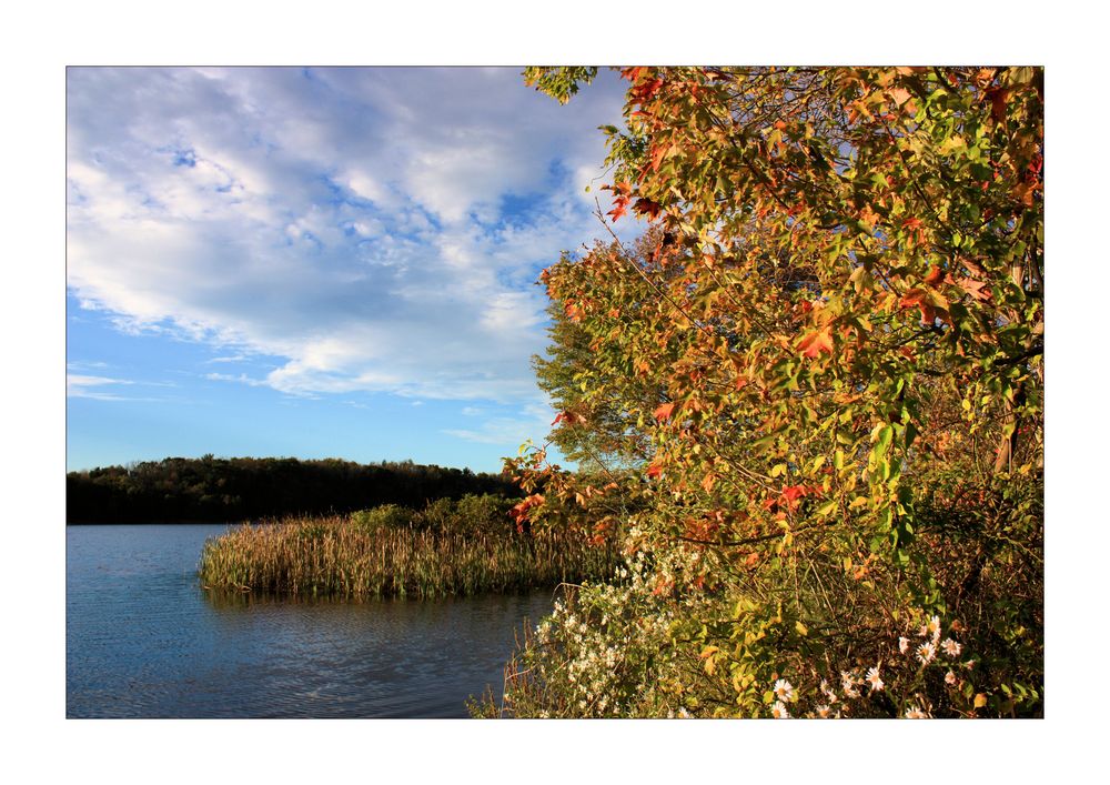 Autumn Foliage