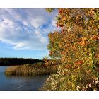 Autumn Foliage