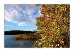 Autumn Foliage