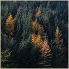 autumn foliage near crackpot hall