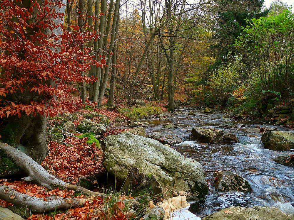 Autumn forest (1)