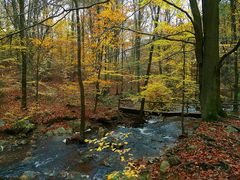 Autumn forest (2)