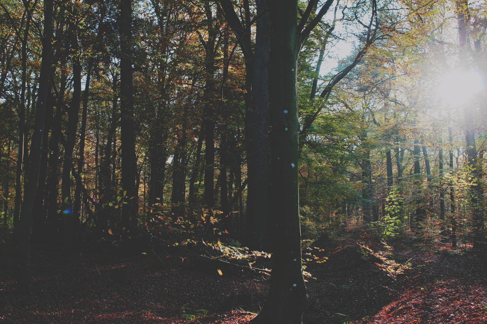 Autumn Forest 