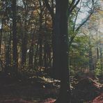 Autumn Forest 