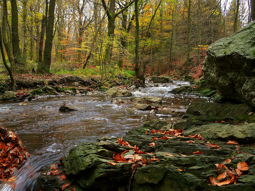 Autumn forest (3)