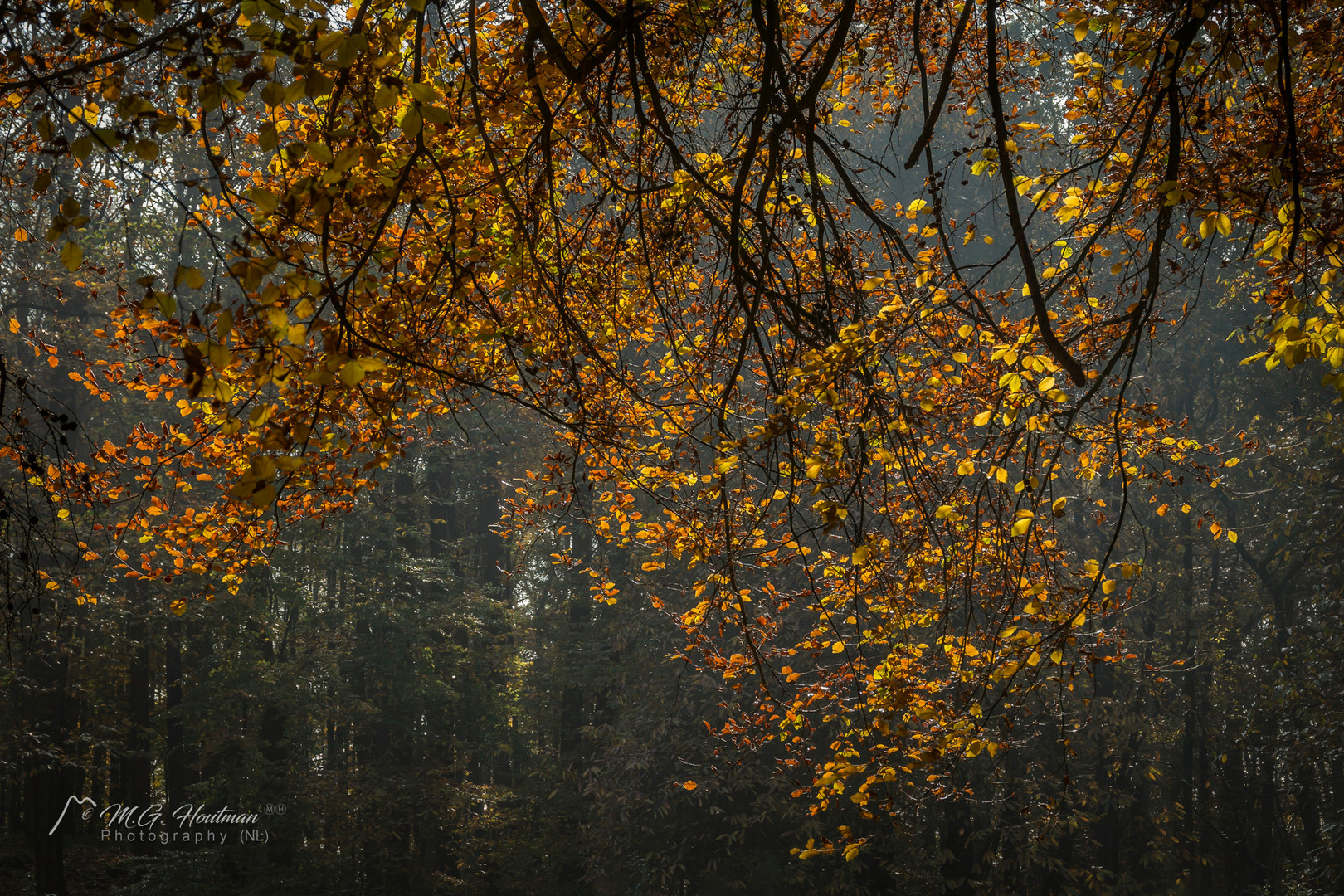 Autumn forest