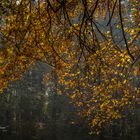 Autumn forest