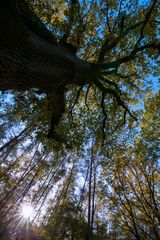 autumn forest