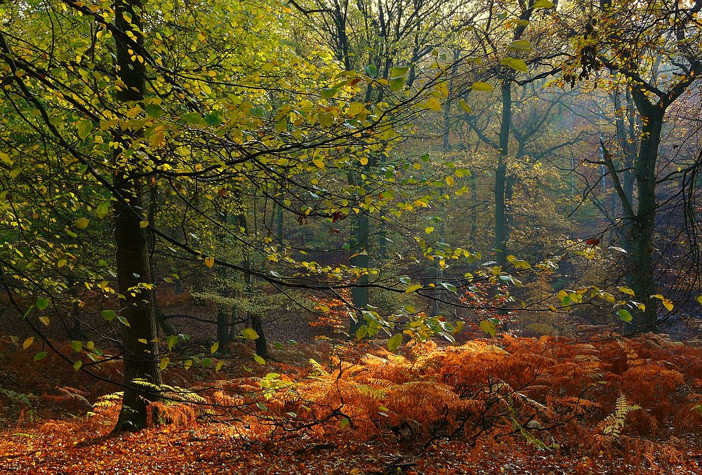 Autumn forest (5)