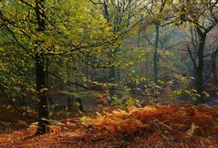 Autumn forest (5)