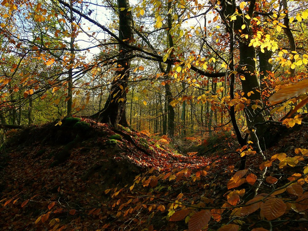 Autumn forest (6)