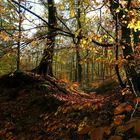 Autumn forest (6)