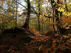 Autumn forest (6)