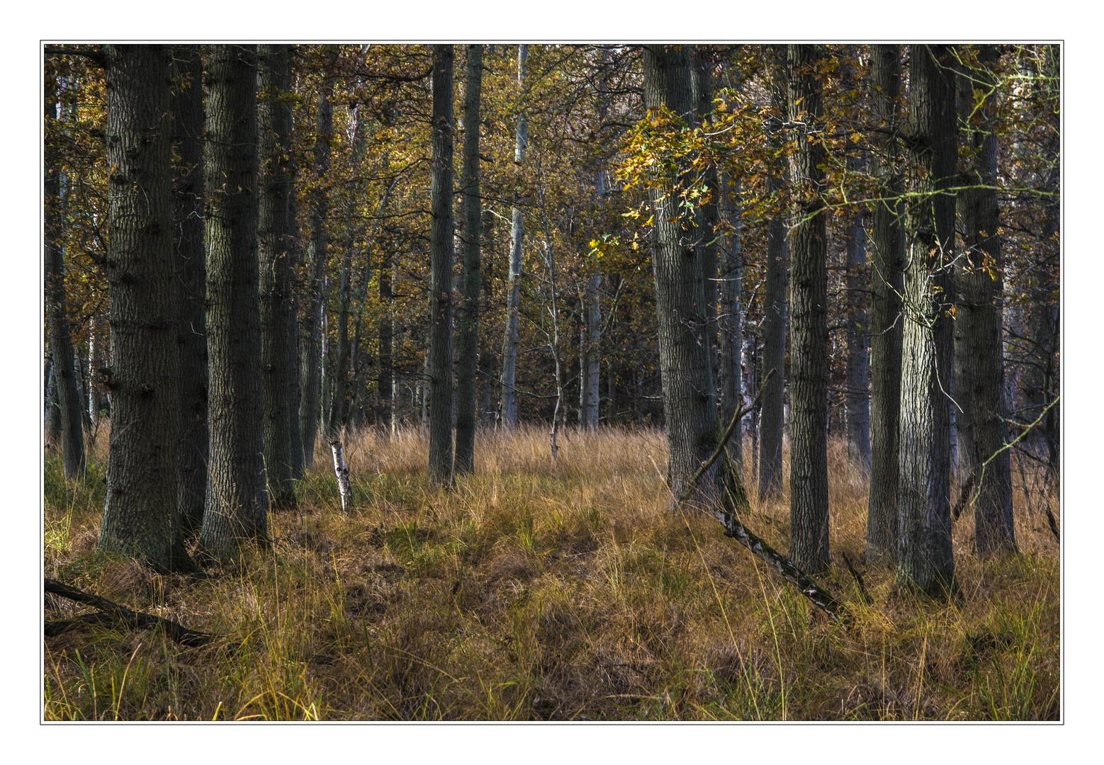 Autumn forest