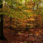 Autumn forest (7)