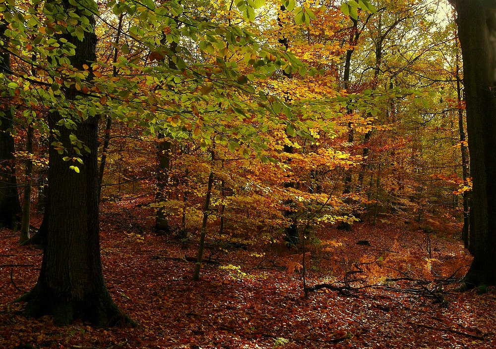 Autumn forest (7)