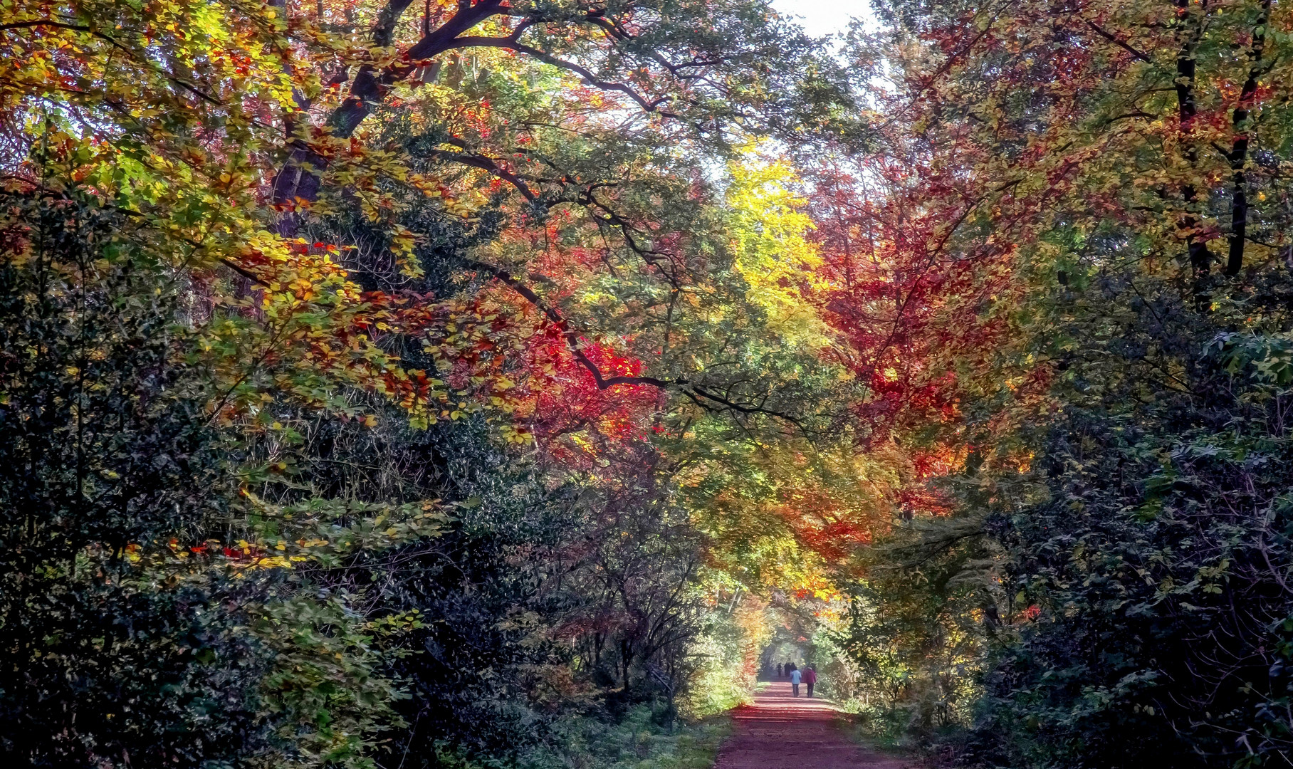 autumn forest