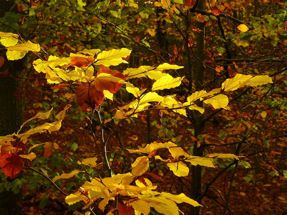 Autumn forest (8)