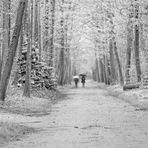 autumn forest 