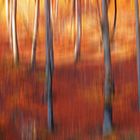 * autumn forest abstract *