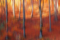 * autumn forest abstract *