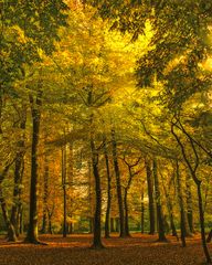 Autumn forest