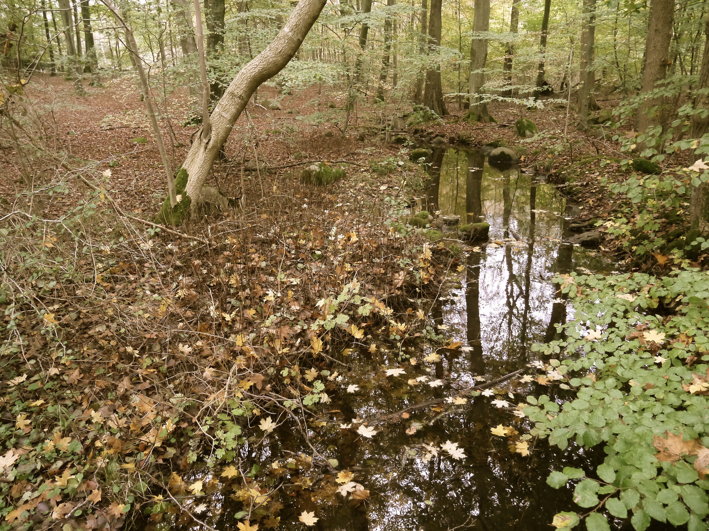 autumn forest